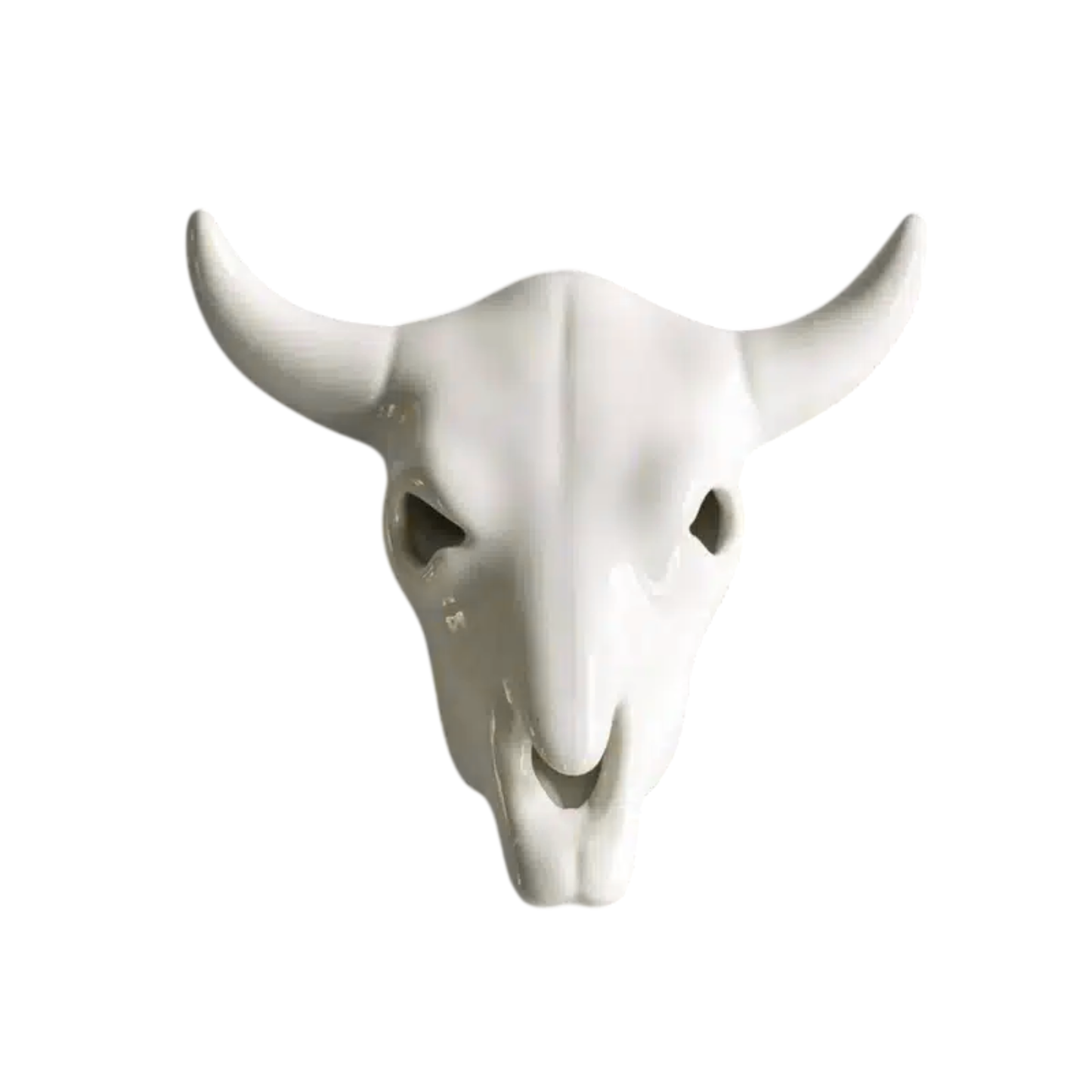 Cow Skull